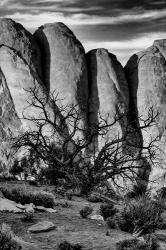 Gnarled Tree Against Stone Fins, Arches National Park, Utah (BW) | Obraz na stenu