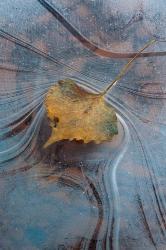 Leaf With Frozen Ice Pattern | Obraz na stenu