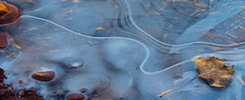 Frozen Leaf Surrounded By Ice | Obraz na stenu