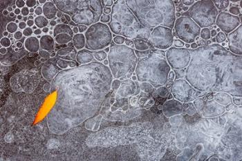 Leaf With Frozen Ice Bubbles, Mill Creek, Utah | Obraz na stenu