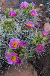 Whipple's Fishhook Cactus Blooming And With Buds | Obraz na stenu