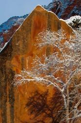 Snow Covered Tree In Front Of Red Rock Boulder, Utah | Obraz na stenu