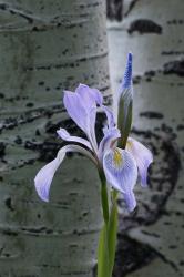 Wild Iris With Bud In Early Spring | Obraz na stenu