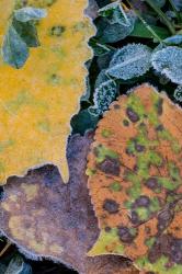 Frost Covered Aspen Leaves And Clover | Obraz na stenu