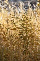 Utah Grasses Along The Fremont River | Obraz na stenu