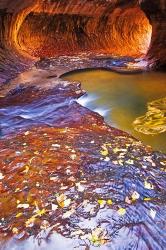 The Subway Along North Creek With Fallen Leaves, Utah | Obraz na stenu