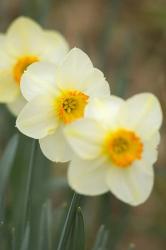 Closeup Of White Daffodils, Arlington, Virginia | Obraz na stenu