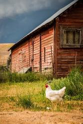 Chicken Near A Coop | Obraz na stenu