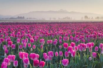 Sunrise Over The Skagit Valley Tulip Fields, Washington State | Obraz na stenu