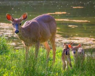 Blacktail Deer With Twin Fawns | Obraz na stenu