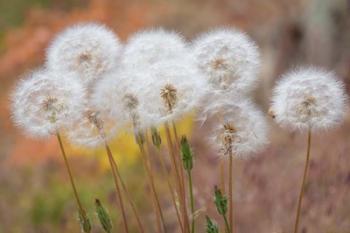 Salsify Seed Heads | Obraz na stenu