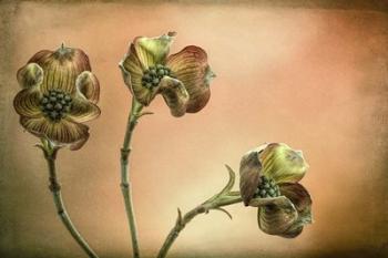 Close-Up Of Pink Dogwood Blossoms | Obraz na stenu