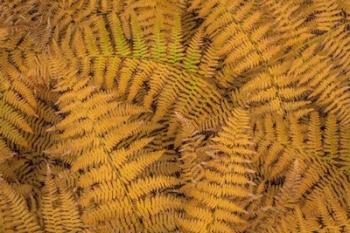 Bracken Ferns In Autumn | Obraz na stenu