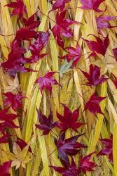 Japanese Maple Leaves Fallen On Japanese Forest Grass | Obraz na stenu