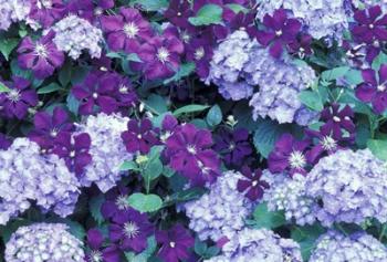 Hydrangea And Clematis, Issaquah, Washington | Obraz na stenu