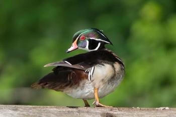 Wood Duck Preens While Perched On A Log | Obraz na stenu