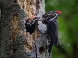 Pileated Woodpecker Aside Nest With Two Begging Chicks | Obraz na stenu