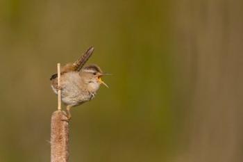 Wren Sings From A Cattail In A Marsh On Lake Washington | Obraz na stenu