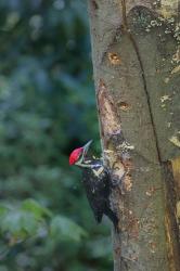 Pileated Woodpecker Holing Out A Nest | Obraz na stenu