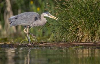 Great Blue Heron stalks for food, Lake Washington, Seattle. | Obraz na stenu