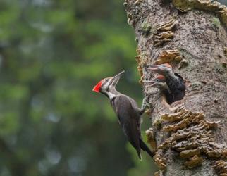 Pileated Woodpecker With Begging Chicks | Obraz na stenu