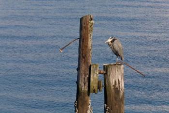 WA, Seattle, Great Blue Heron bird, Elliott Bay | Obraz na stenu