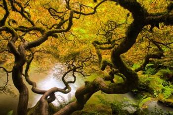 Spring Japanese Maple Hanging Over A Pond | Obraz na stenu