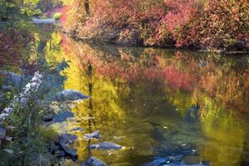 Deep Fall Colors, Wenatchee River, Washington State | Obraz na stenu