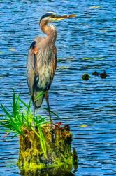 Great Blue Heron, Juanita Bay Park, Kirkland, Washington State | Obraz na stenu