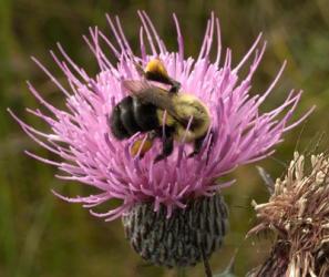 Thistle and bumble bee | Obraz na stenu