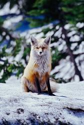 Red Fox on Snow Bank, Mt Rainier National Park, Washington | Obraz na stenu