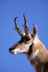 Wyoming, Yellowstone NP, Male Pronghorn Wildlife | Obraz na stenu