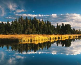 Trees reflecting in Snake River, Grand Teton National Park, Wyoming | Obraz na stenu