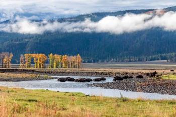 Bison Crossing A Stream | Obraz na stenu