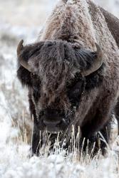 Portrait Of A Frost Covered American Bison | Obraz na stenu