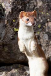 Portrait Of A Long-Tailed Weasel | Obraz na stenu