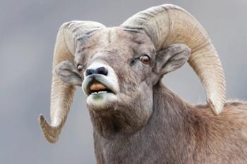 Bighorn Ram Lifts Its Lip In A Flehmen | Obraz na stenu