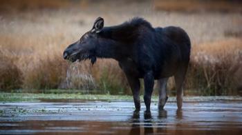 Moose Eating Watercress In A Pond | Obraz na stenu