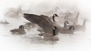 Artistic Shot Of Canadian Geese In The Mist | Obraz na stenu