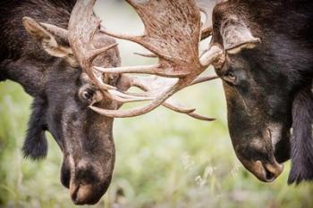 Close-Up Of Two Bull Moose Locking Horns | Obraz na stenu