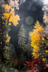 Sunshine On An Autumn Forest | Obraz na stenu
