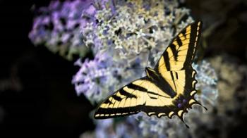 Western Tiger Swallowtail Butterfly On A Lilac Bush | Obraz na stenu