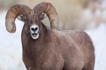 Bighorn Sheep With Grass In His Mouth | Obraz na stenu