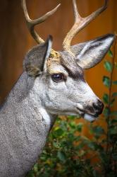 Close-Up Of A Mule Deer | Obraz na stenu