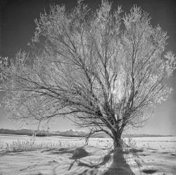 Lone Ice Tree (BW) | Obraz na stenu