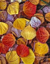 Fallen Autumn Leaves | Obraz na stenu