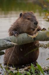 North American Beaver Gnawing Through An Aspen | Obraz na stenu