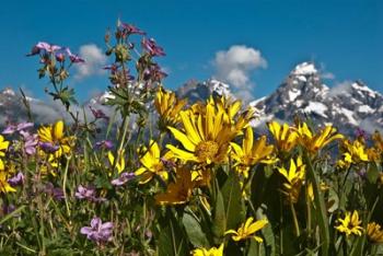 Mule's Ear And Sticky Geraniumm Wyoming | Obraz na stenu