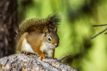 Red Tree Squirrel Posing On A Branch | Obraz na stenu