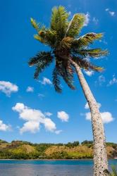 Umatac Bay Palm Tree, Guam | Obraz na stenu